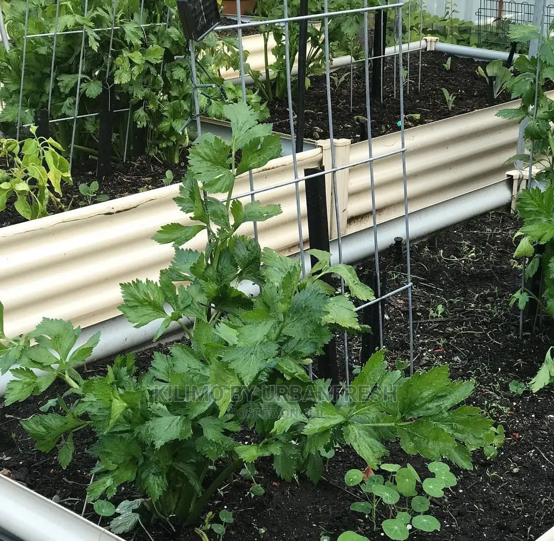 Celery Vegetable Seedling Moq20