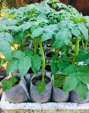 Tomato Cherry 50 Seedlings.