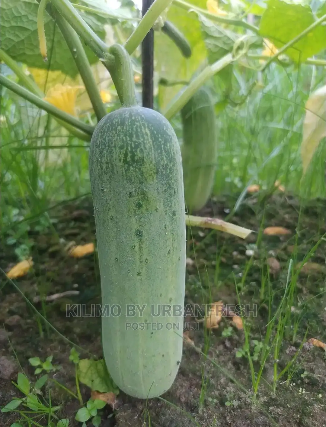 Cucumber Vegetable Seedling Moq100