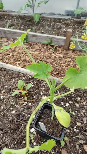 Cucumber Vegetable Seedling Moq100