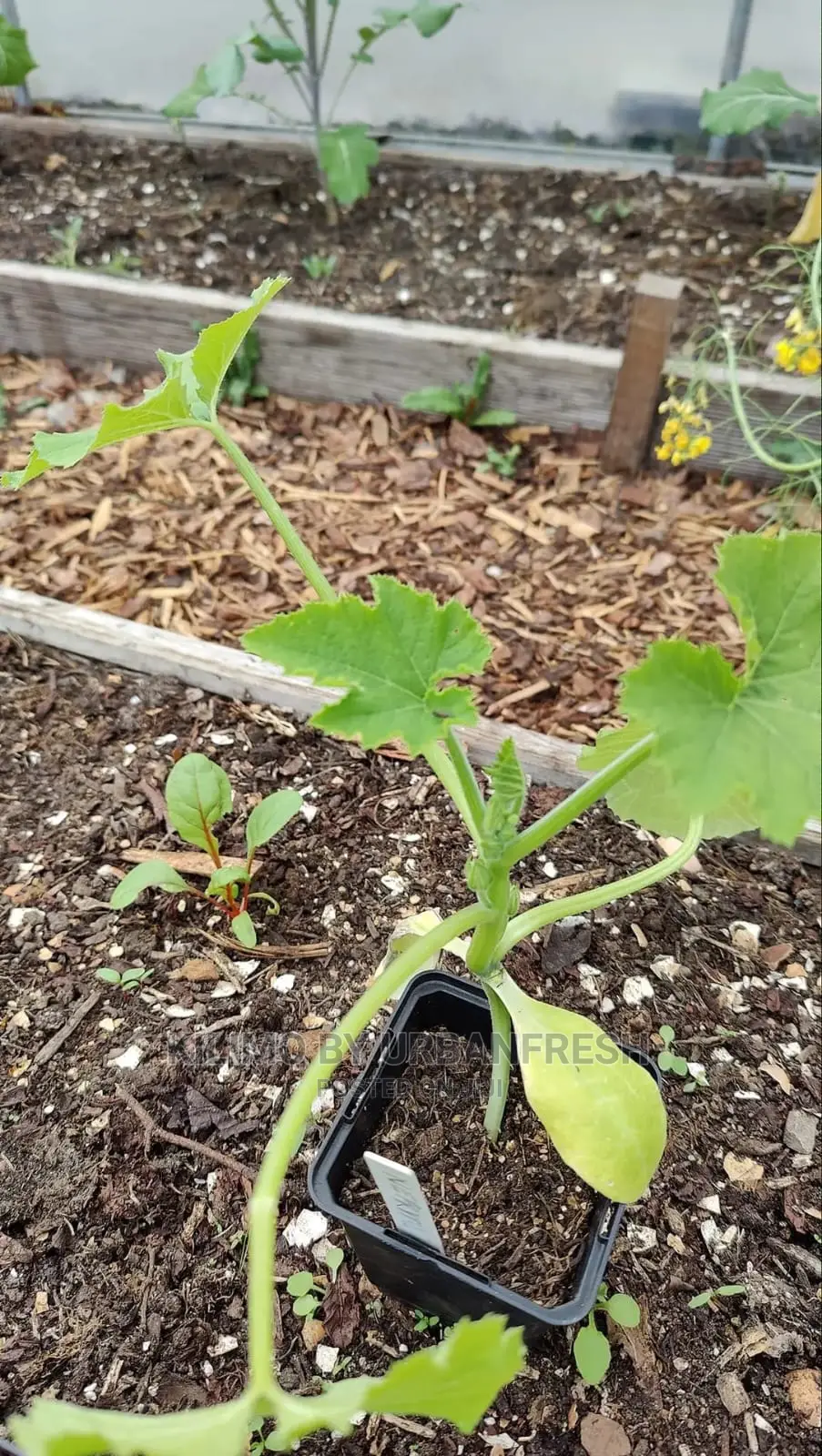Cucumber Vegetable Seedling Moq100