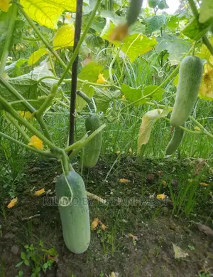 Cucumber Vegetable Seedling Moq100