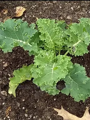 Curly Kale Vegetable Seedling Moq100