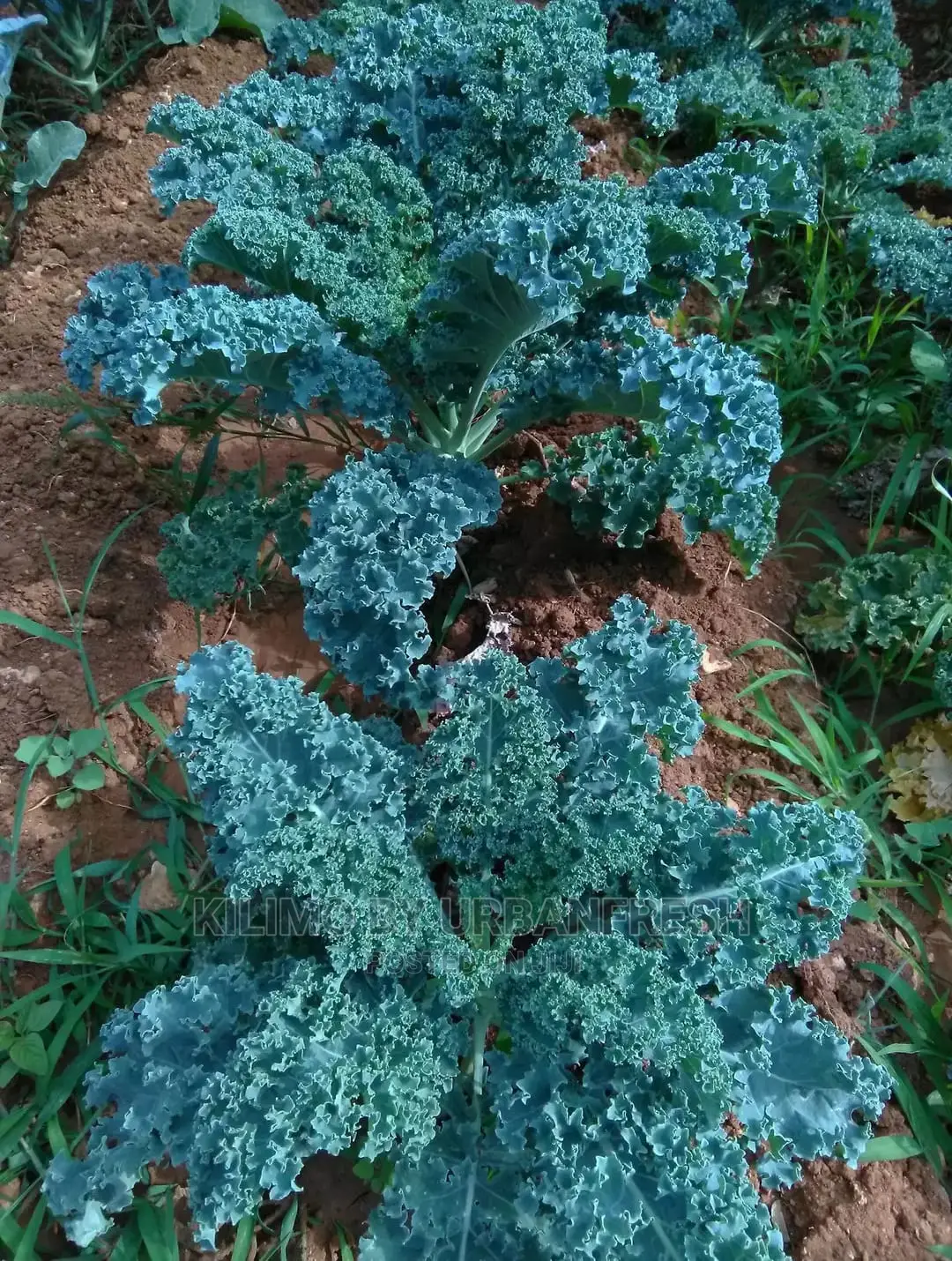 Curly Kale Vegetable Seedling Moq100
