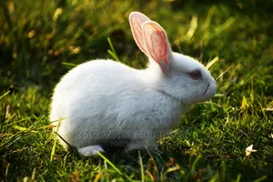 Hybrid Rabbits Available Call or WhatsApp