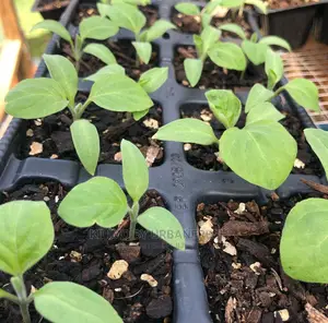 Egg Plant Vegetable Seedling Bunch of 30.