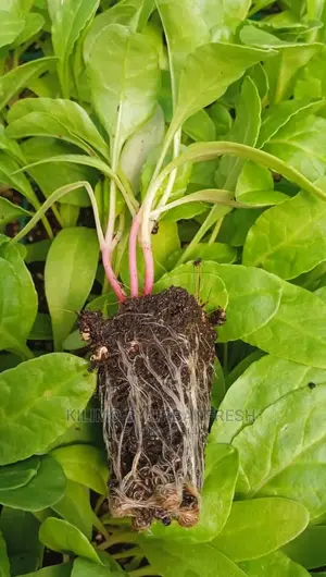 Giant Spinach Vegetable Seedling Bunch of 100.