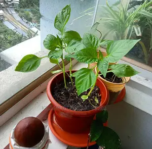 Green Capsicum (Hoho)Seedling Bunch of 100
