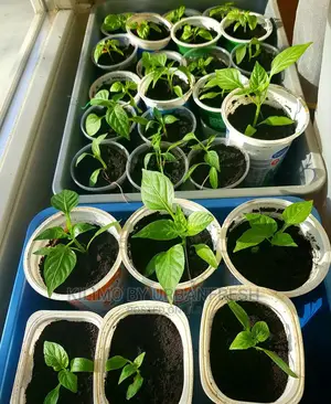 Hebanero Seedling Moq 20.
