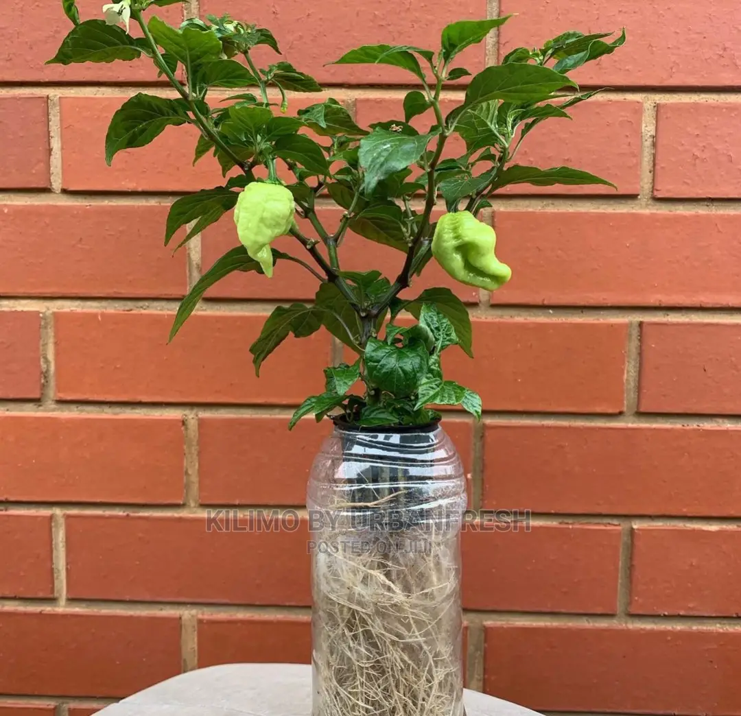 Hebanero Seedling Moq 20.