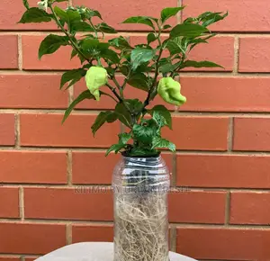 Hebanero Seedling Moq 20.