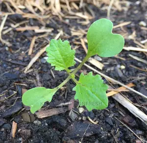Turnip Seedling Moq100
