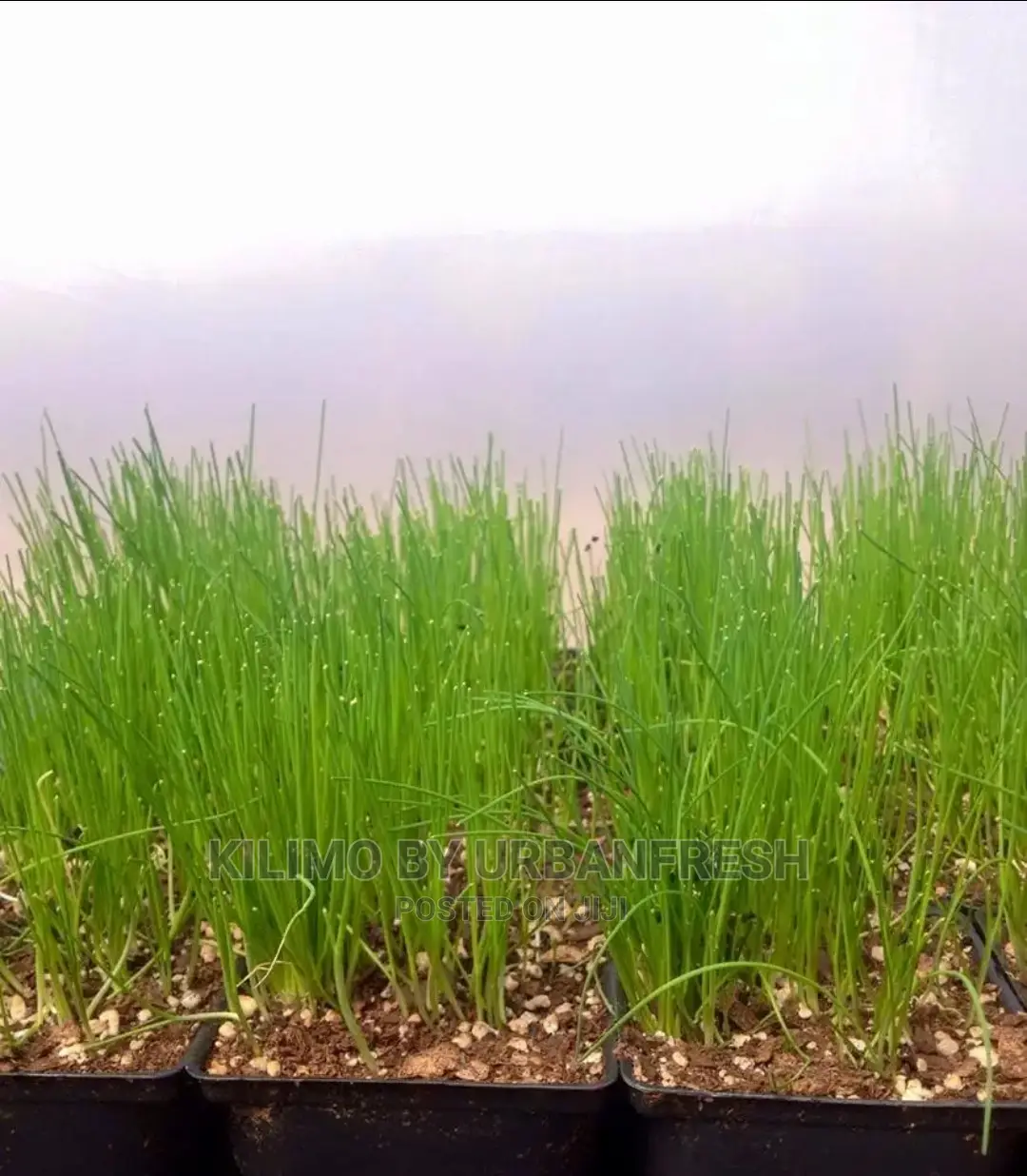 Leeks Vegetable Seedling Moq100