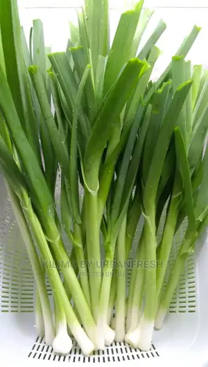 Leeks Vegetable Seedling Moq100