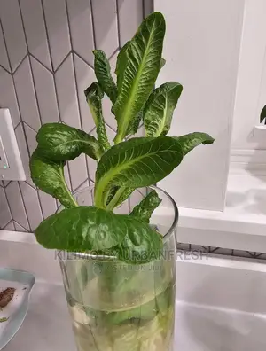 Lettuce Seedling Moq100
