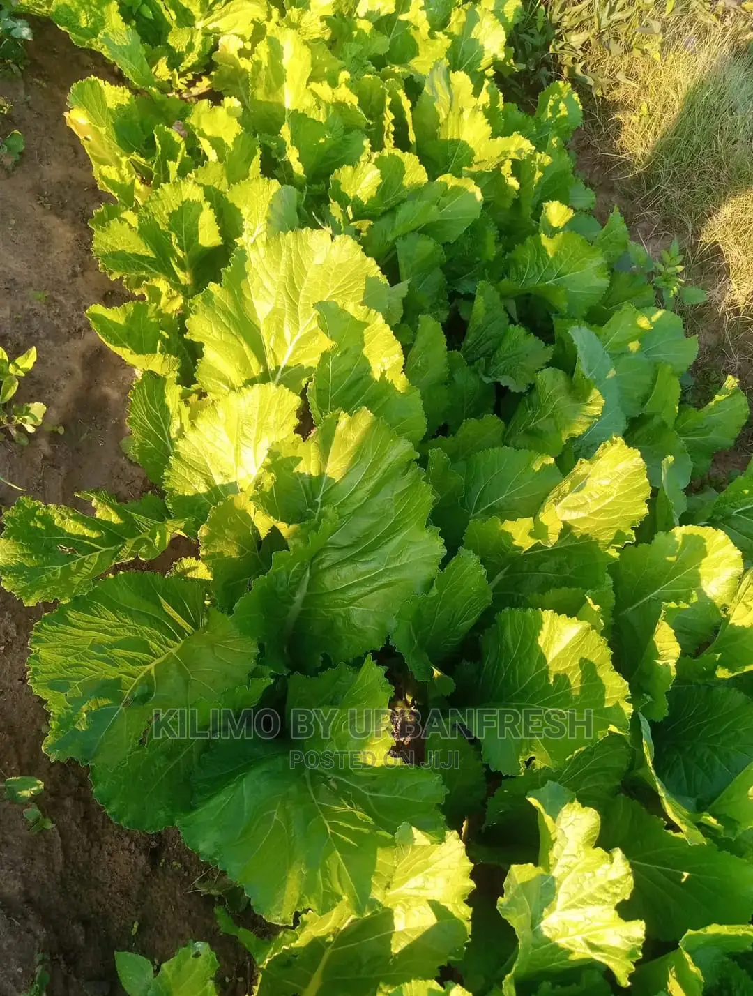 Lettuce Seedling Moq100