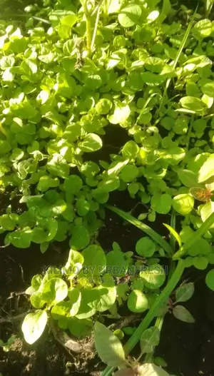 Managu Seedling Moq100