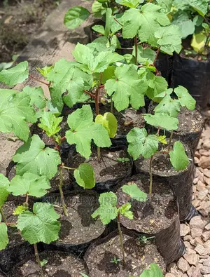 Okra Seedling Moq 20.