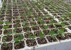 Radish Seedling Moq 50