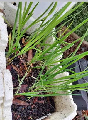 Spring Onions Seedlings Bunch of 150