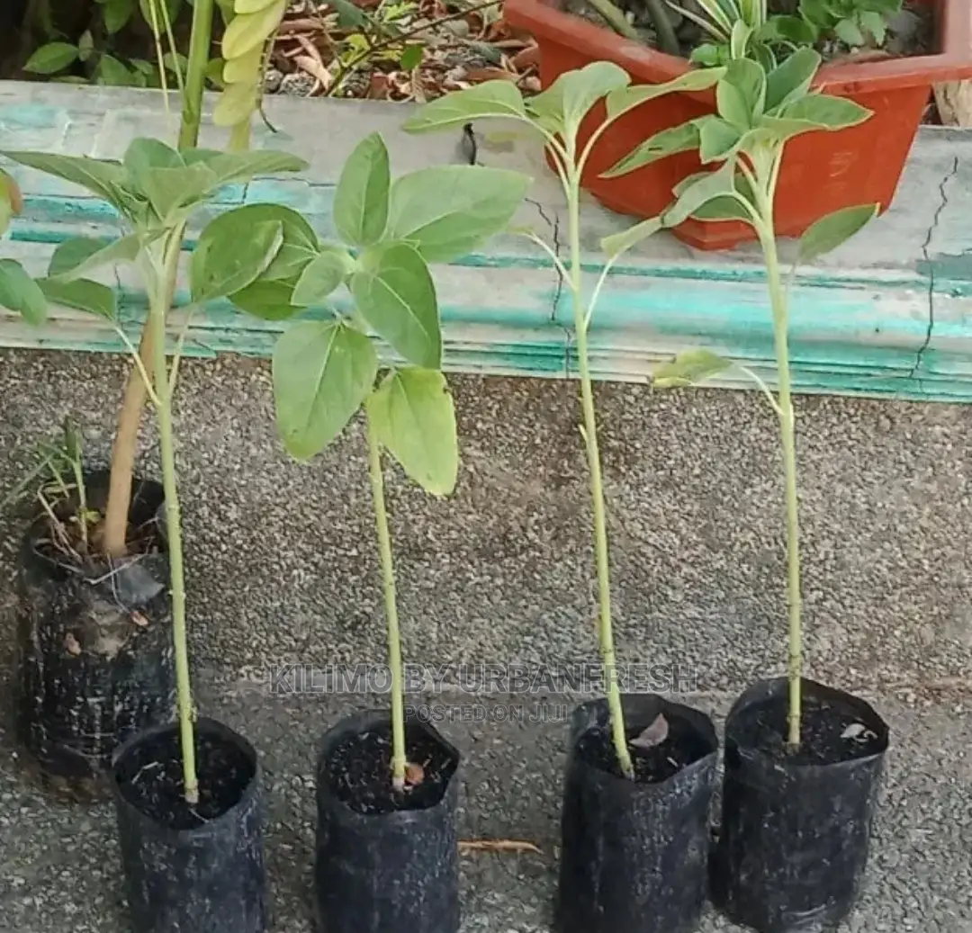 Sunflower Seedling Minimum Per Order 30