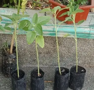 Sunflower Seedling Minimum Per Order 30
