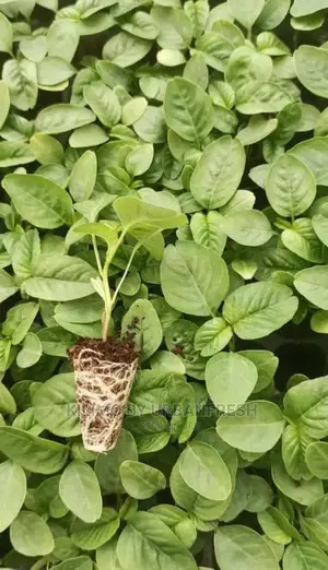 Terere Seedling Moq 100