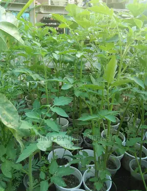 Tomatoe Seedlings Moq100