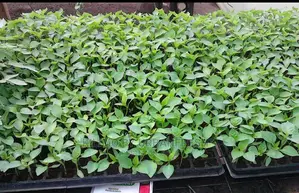 Red Capsicum Seedling Moq 100