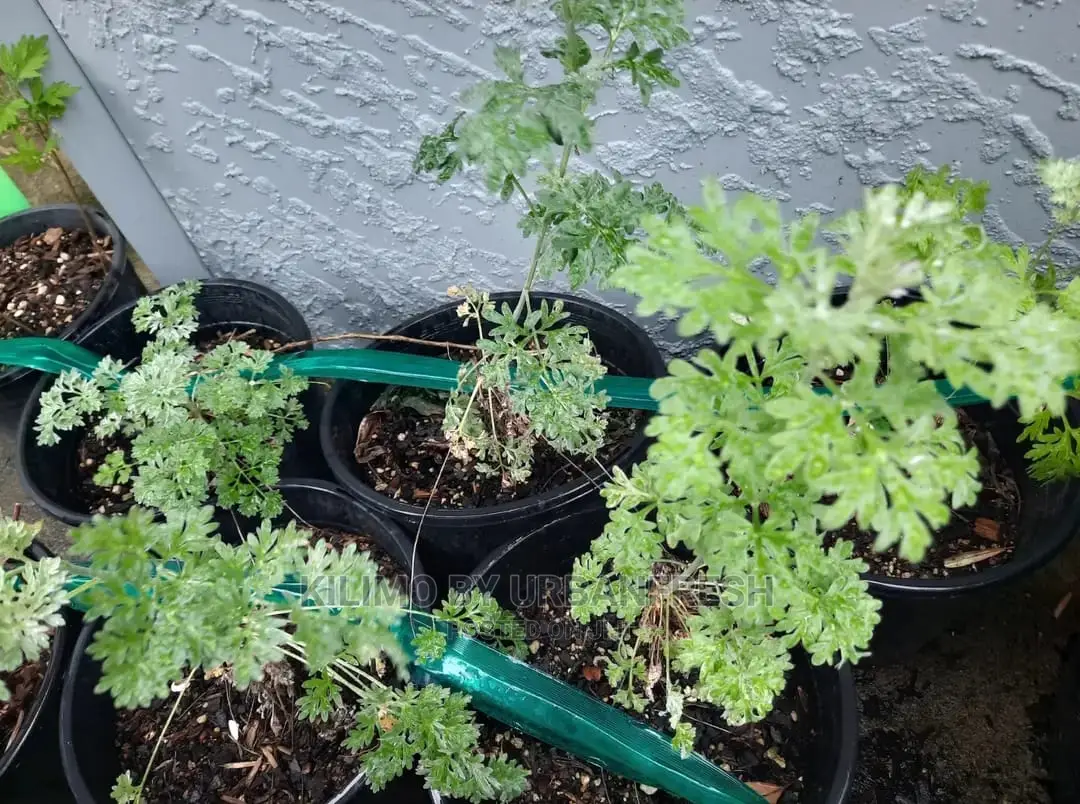 Absinthium/Wormwood Herb Seedling Moq 5