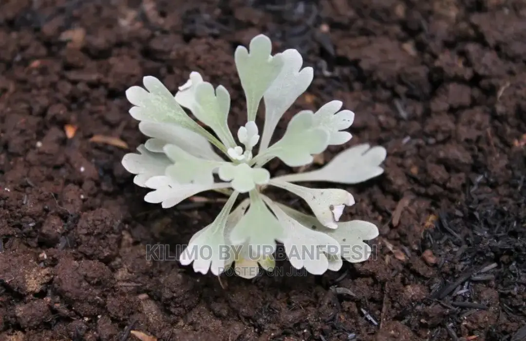 Absinthium/Wormwood Herb Seedling Moq 5