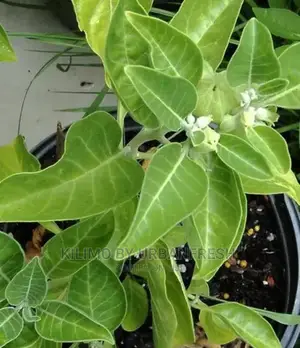 Aswagandah Seedling Moq 15