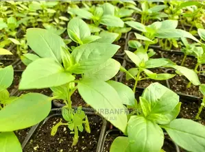 African Basil Seedling Moq 20