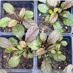 Ajuga Wanjiru -Wa Rurii Moq 10
