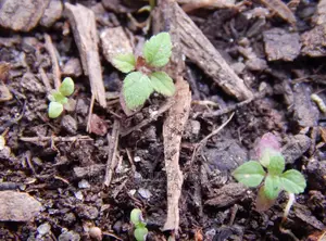Aztec Sweet Herb Seedling Moq 10