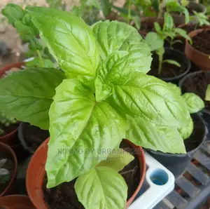 Basil Seedling Moq 15