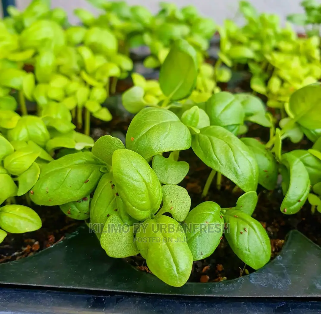 Basil Seedling Moq 15