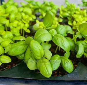 Basil Seedling Moq 15