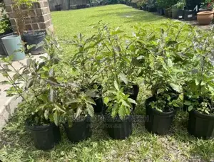 Basil Holy Tulsi Krishna Moq 15