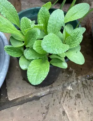 Borage Seedling Moq 5