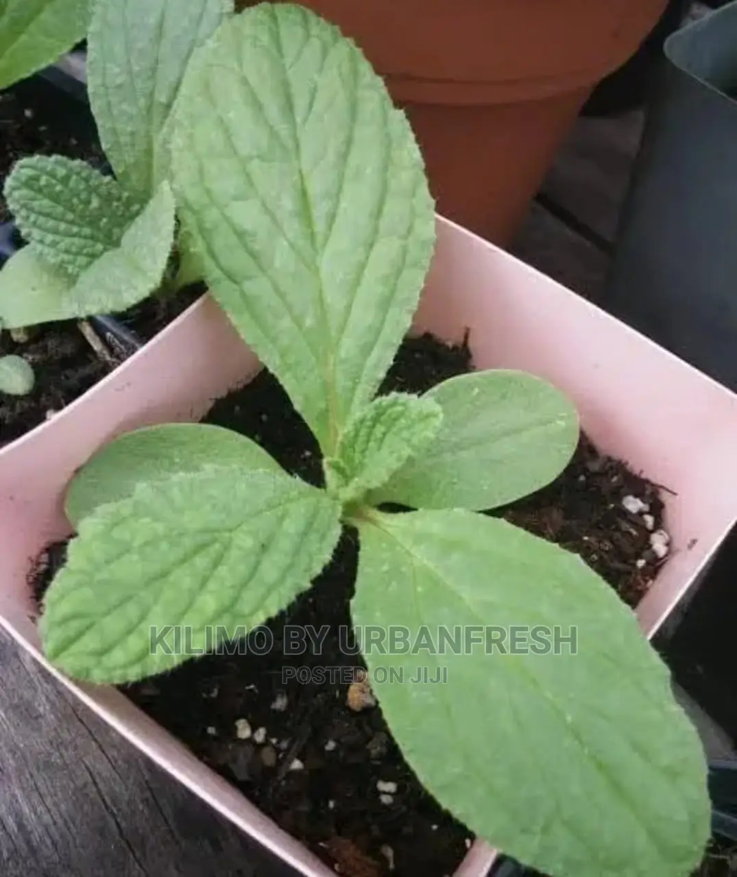 Borage Seedling Moq 5