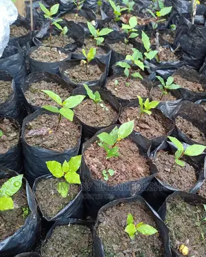 Bay Leaf Seedling Moq5