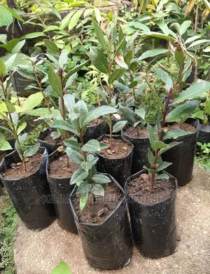 Bay Leaf Seedling Moq5