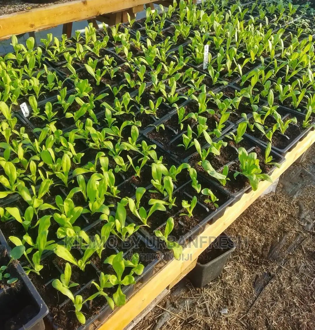 Calendula Seedling Moq 15