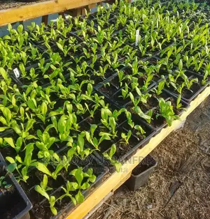 Calendula Seedling Moq 15
