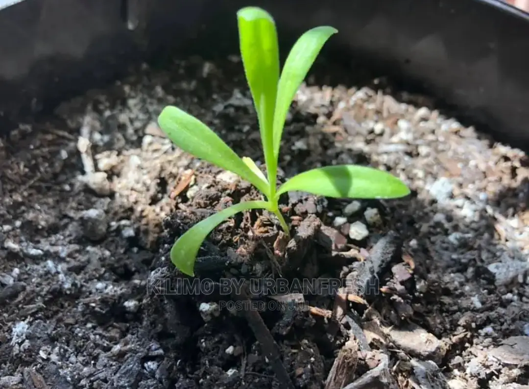 Calendula Seedling Moq 15