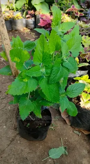 Catnip Seedling Moq 10