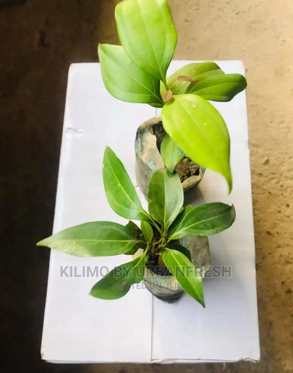 Cinnamon Seedling Moq5