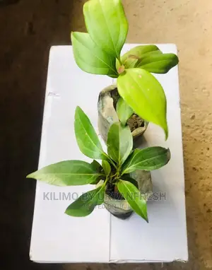 Cinnamon Seedling Moq5