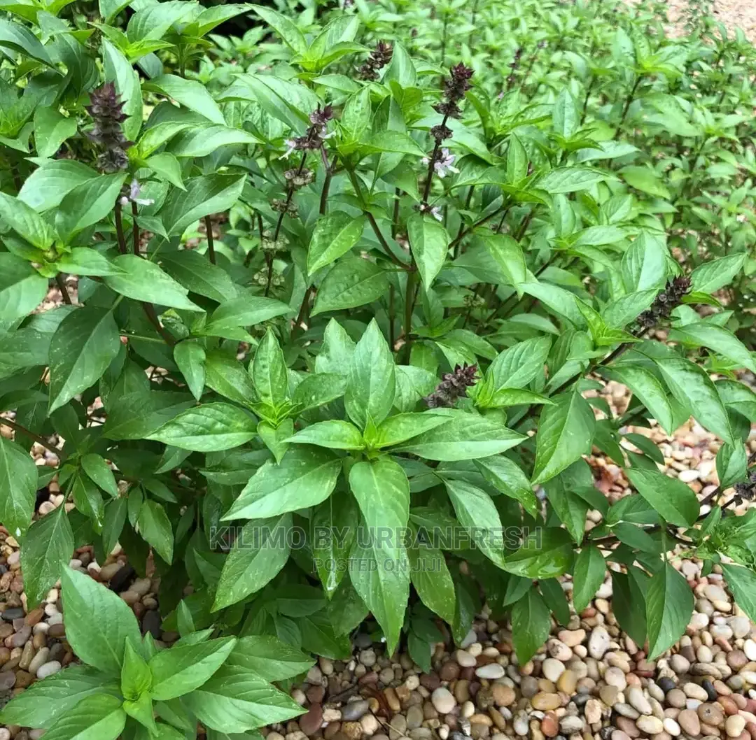 Cinnamon Seedling Moq5